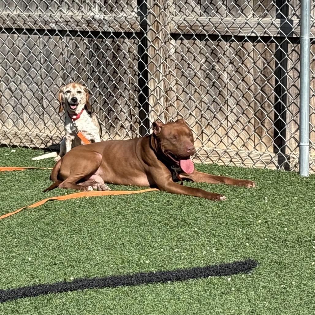 Turkey Tom, Adoptable, Adult Male Mixed Breed.