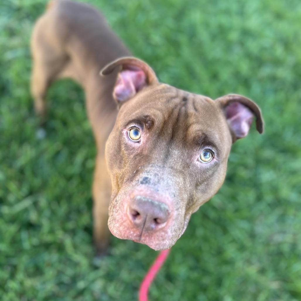 Enlarge Turkey Tom, a Adoptable Mixed Breed in Batavia, OH image 1/3