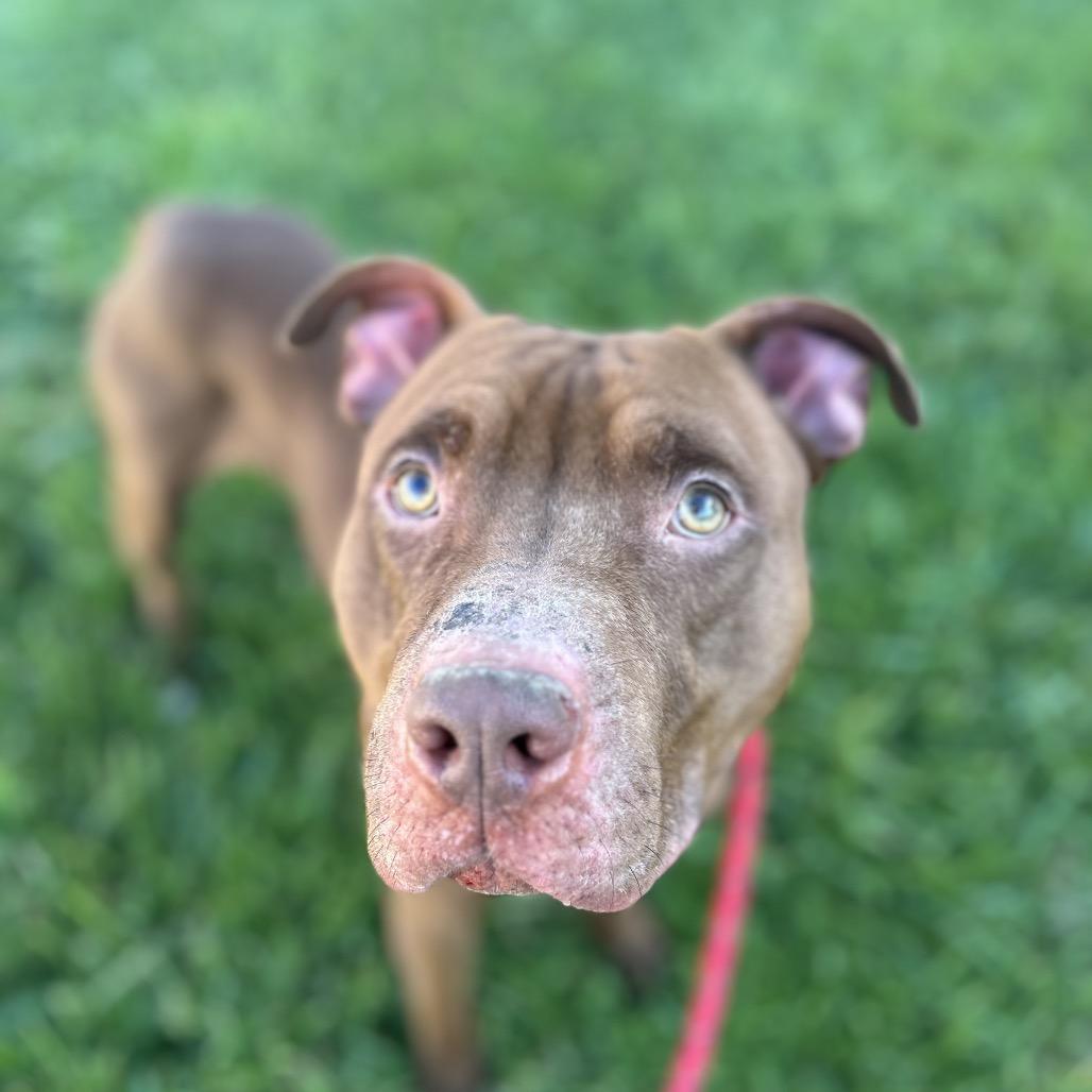 Enlarge Turkey Tom, a Adoptable Mixed Breed in Batavia, OH image 3/3