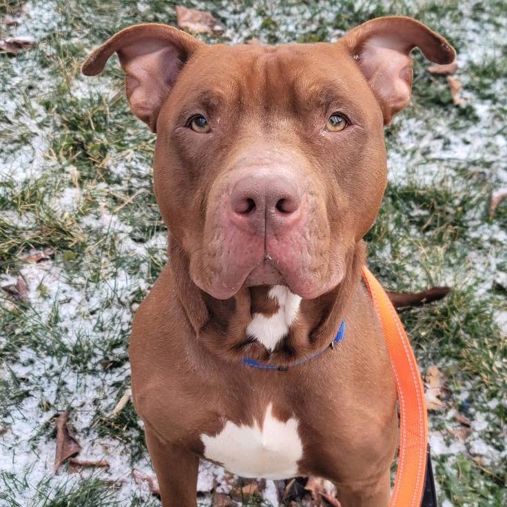 Enlarge Turkey Tom, a Adoptable Mixed Breed in Batavia, OH image 4/4