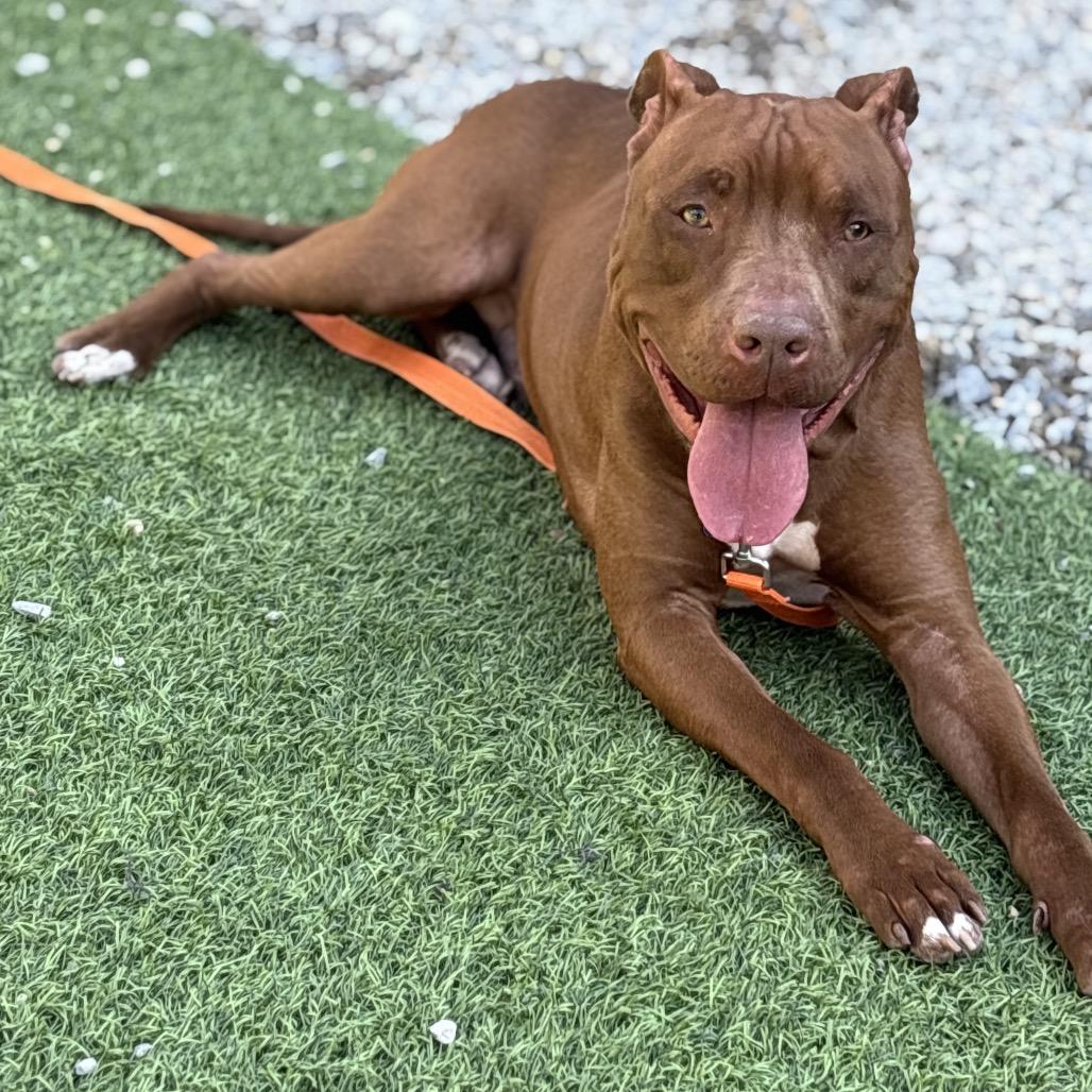 Enlarge Turkey Tom, a Adoptable Mixed Breed in Batavia, OH image 6/6