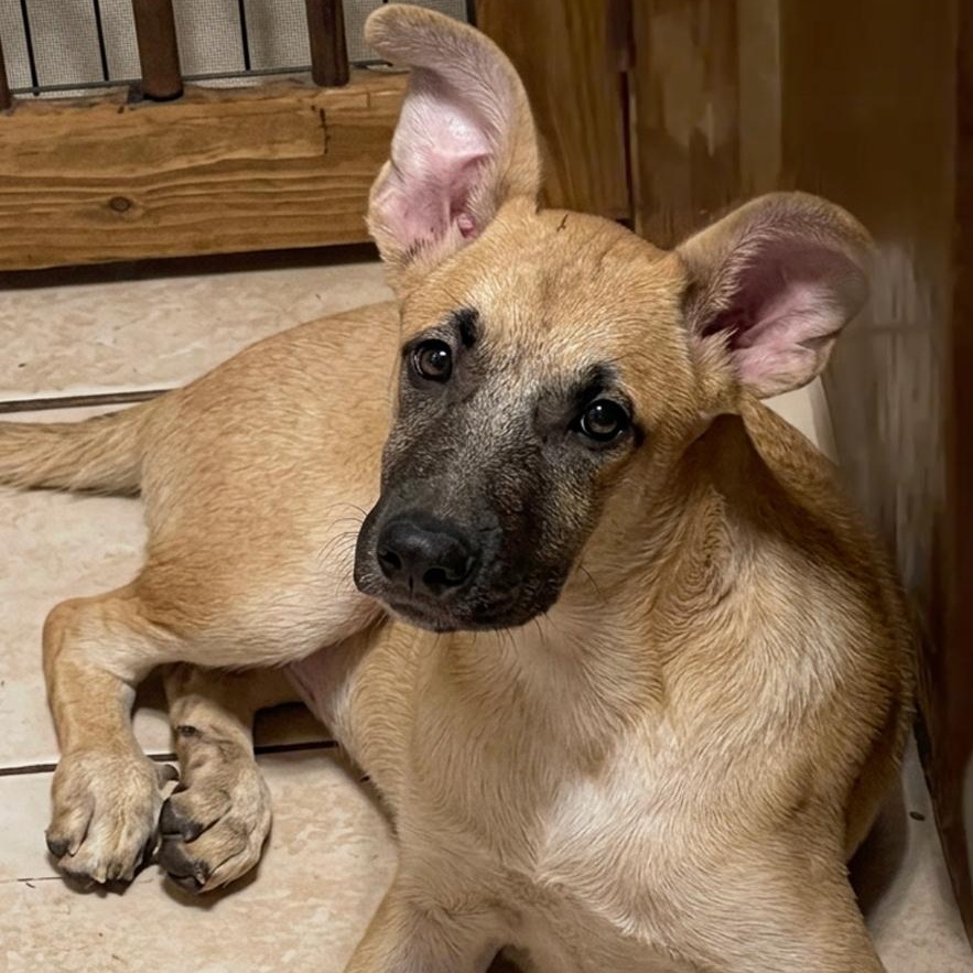 Enlarge Hashbrown, a Adoptable mixed breed in Milford , CT image 2/5