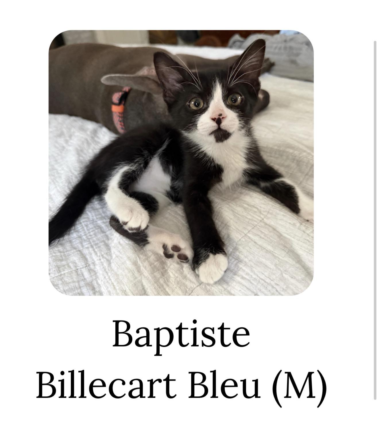 Baptiste Billecart-Bleu, Adoptable, Kitten Male Domestic Short Hair.