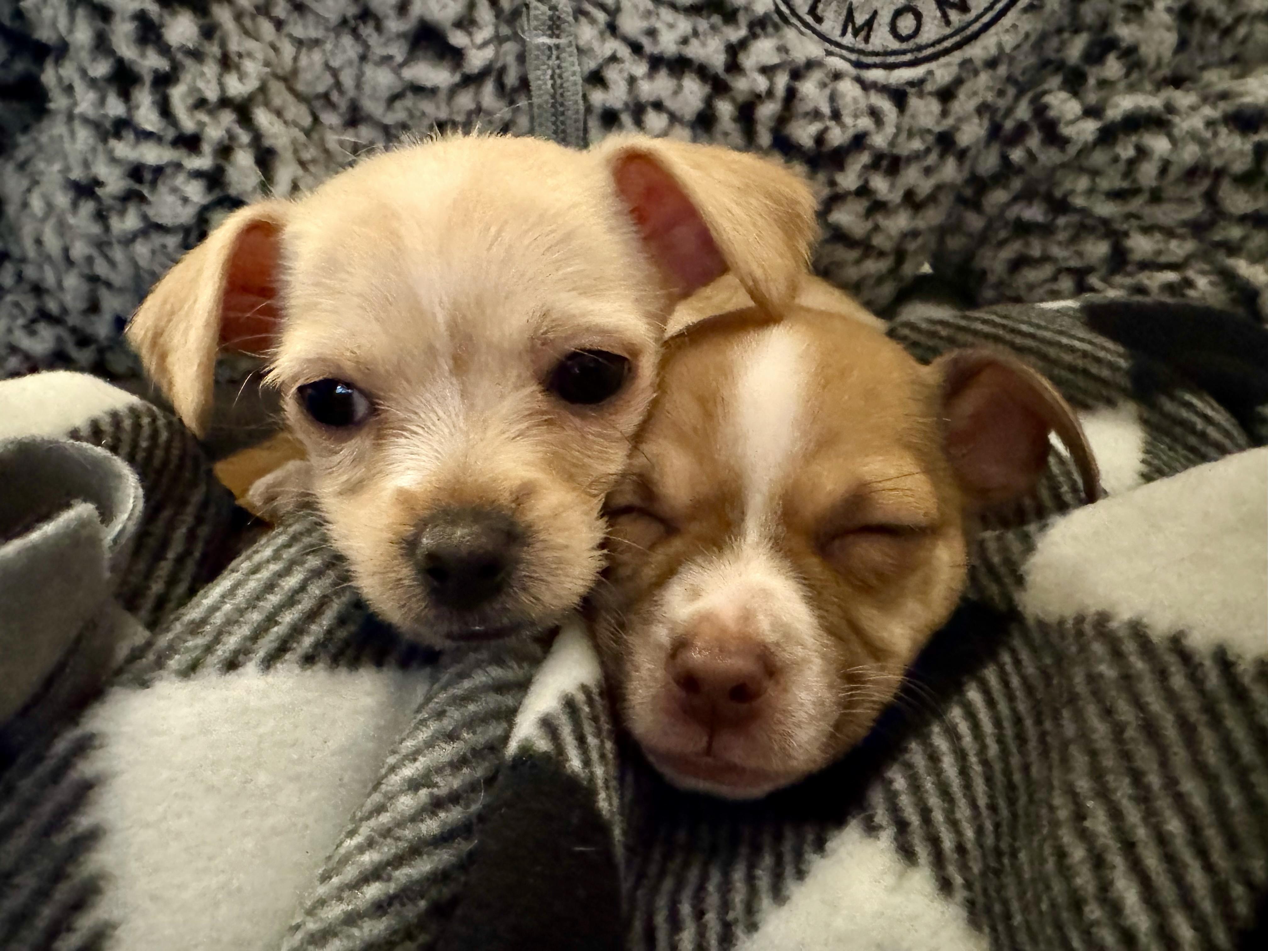 Enlarge Groundhog Day_Phil, a ADOPTABLE mixed breed in Redwood City, CA image 3/4