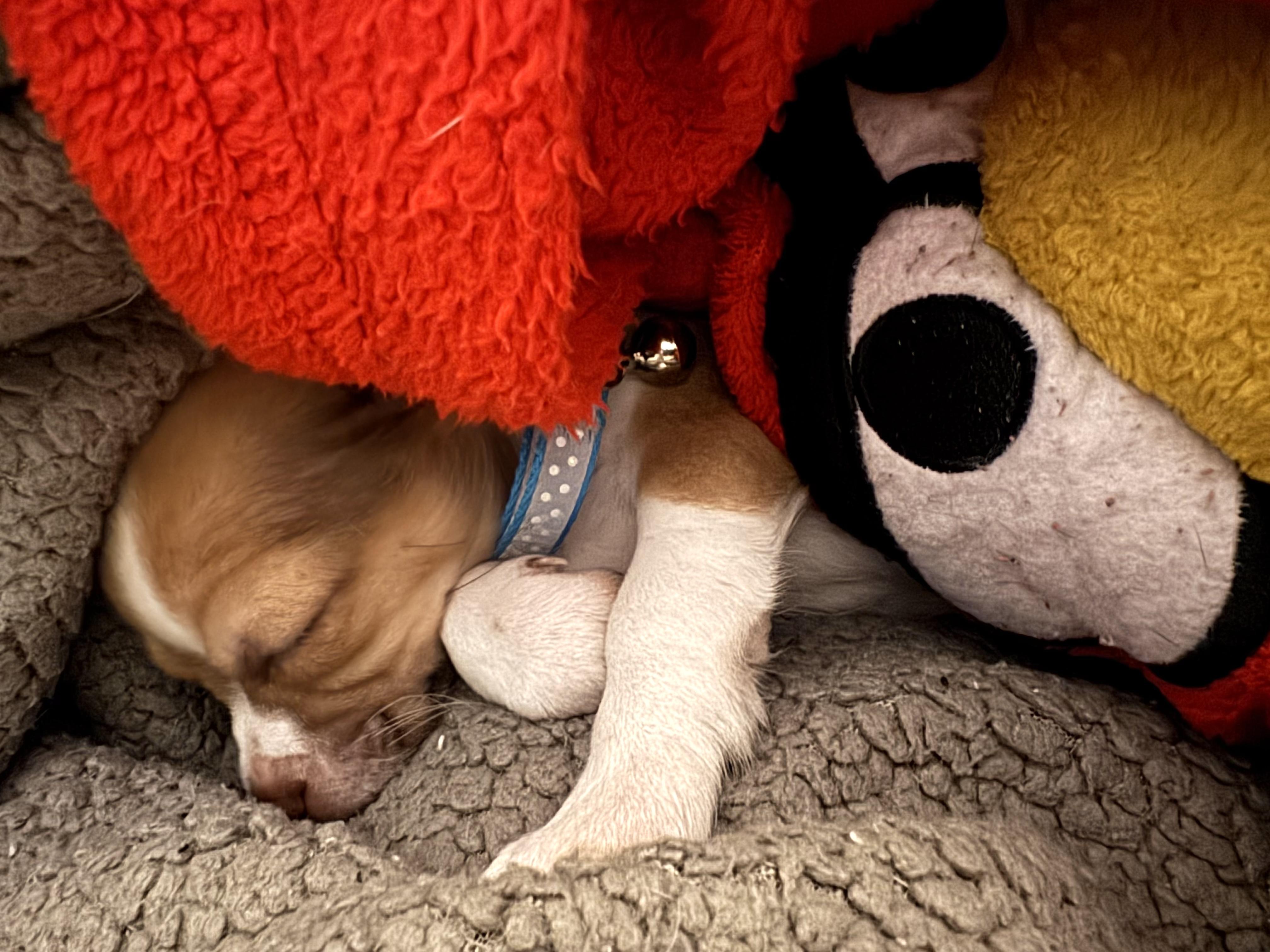 Enlarge Groundhog Day_Phil, a ADOPTABLE mixed breed in Redwood City, CA image 2/4