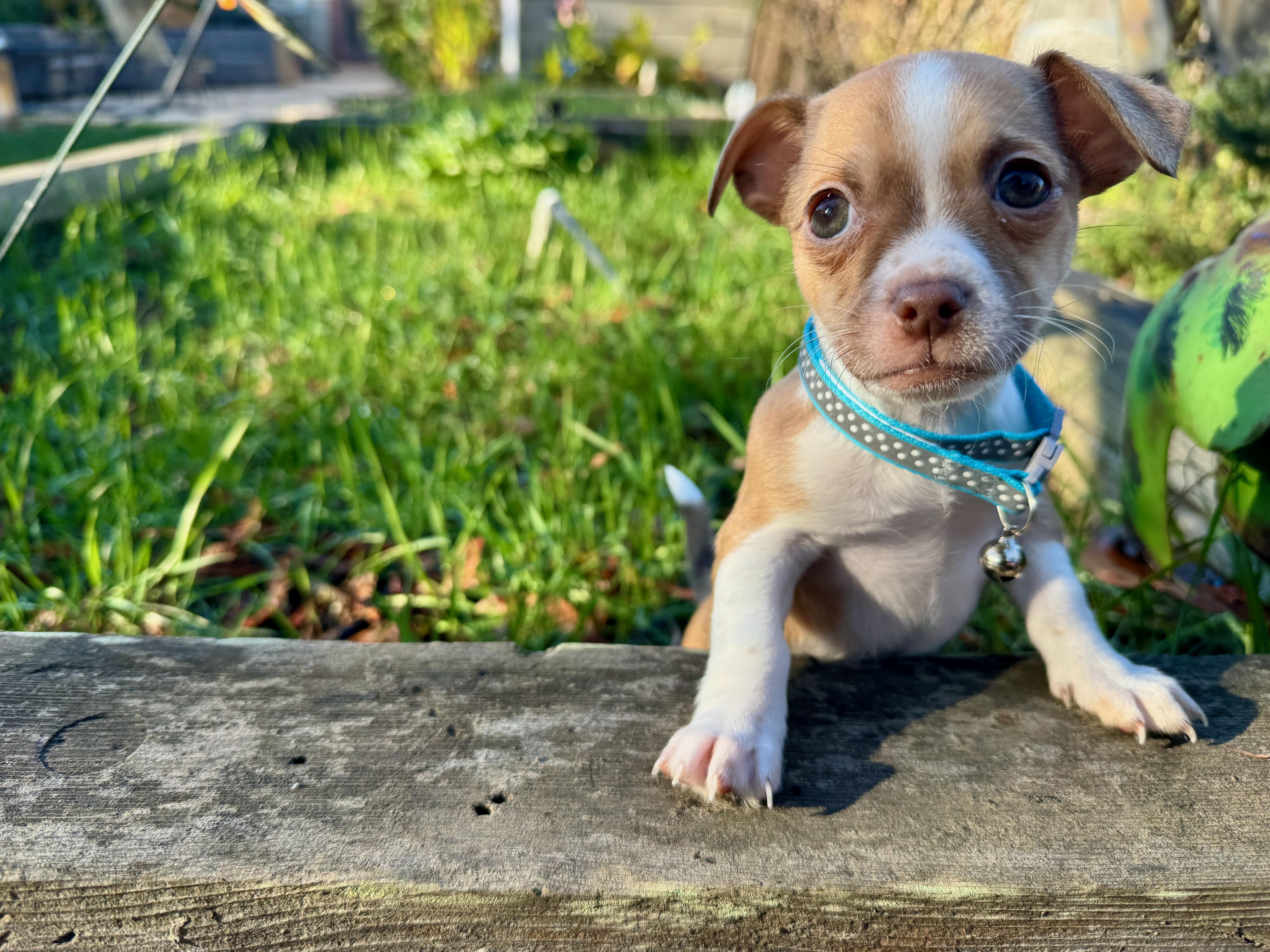 Groundhog Day_Phil, ADOPTABLE, Puppy Male Chihuahua.