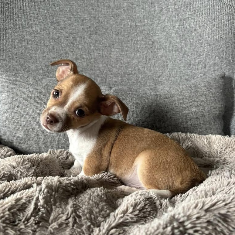 Groundhog Day_Phil, adopted, Puppy Male Chihuahua.