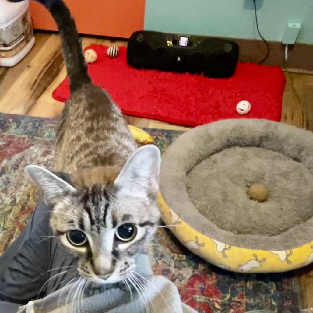 Jolie, Adoptable, Young Female Domestic Short Hair.