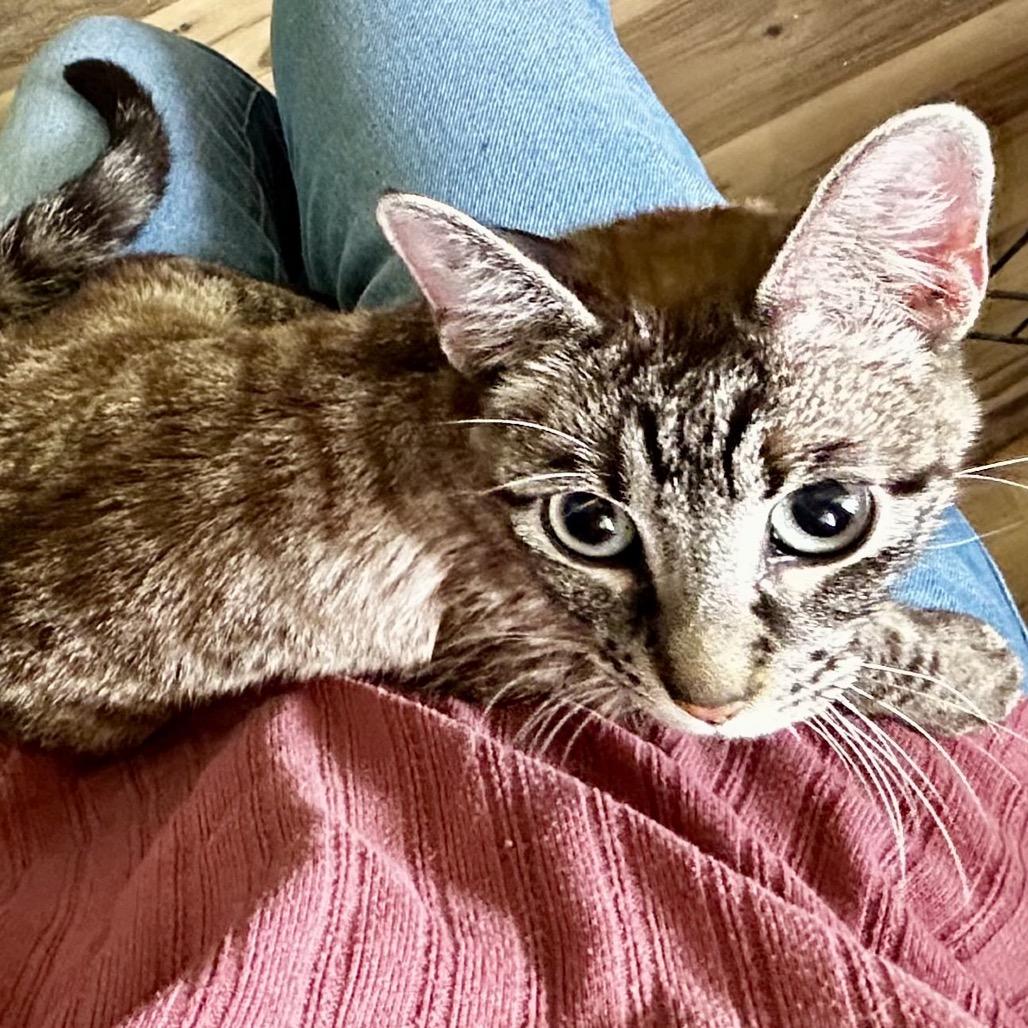 Jolie, a Adoptable Domestic Short Hair in Othello, WA image 2/2