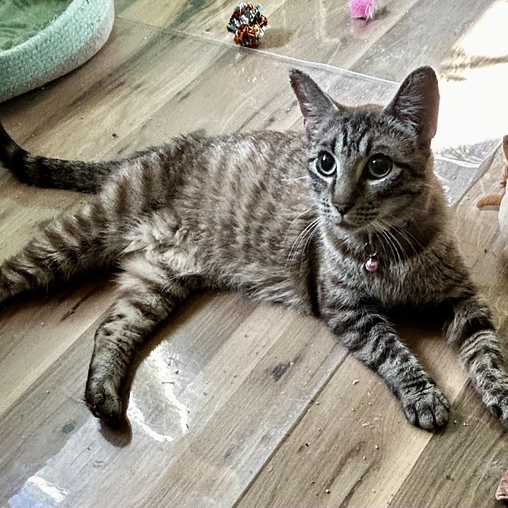 Enlarge Jolie, a Adoptable Domestic Short Hair in Othello, WA image 3/3