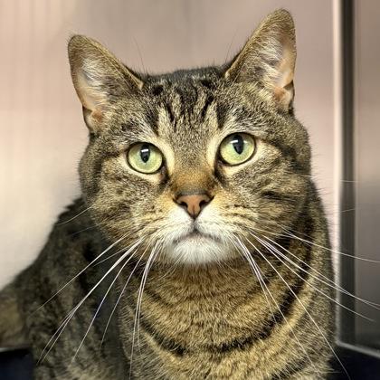 Enlarge Lilly, an adoptable Domestic Short Hair in North Myrtle Beach, SC image 1/6
