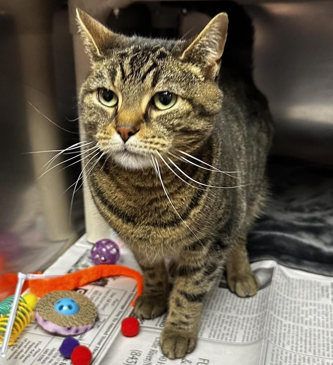 Enlarge Lilly, an adoptable Domestic Short Hair in North Myrtle Beach, SC image 4/6