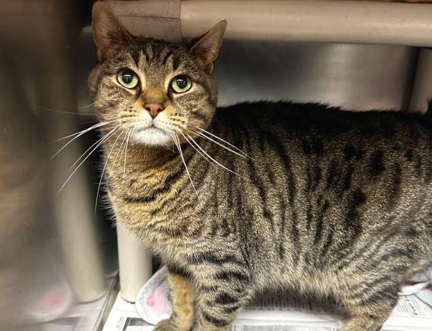 Enlarge Lilly, an adoptable Domestic Short Hair in North Myrtle Beach, SC image 5/6