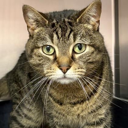 Enlarge Lilly, an adoptable Domestic Short Hair in North Myrtle Beach, SC image 2/6