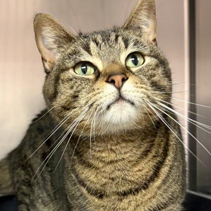 Enlarge Lilly, an adoptable Domestic Short Hair in North Myrtle Beach, SC image 3/6