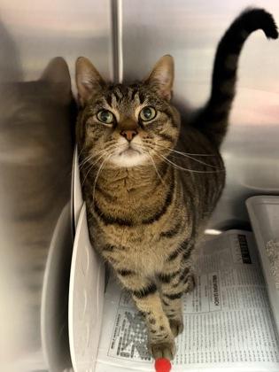 Enlarge Lilly, an adoptable Domestic Short Hair in North Myrtle Beach, SC image 6/6