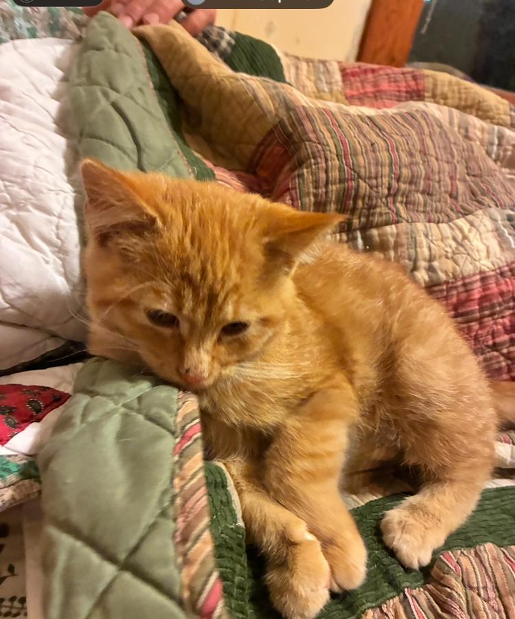 Enlarge Sorghum, an adopted Domestic Short Hair in Manhattan , KS image 5/6