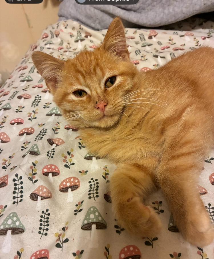 Enlarge Sorghum, an adopted Domestic Short Hair in Manhattan , KS image 2/6