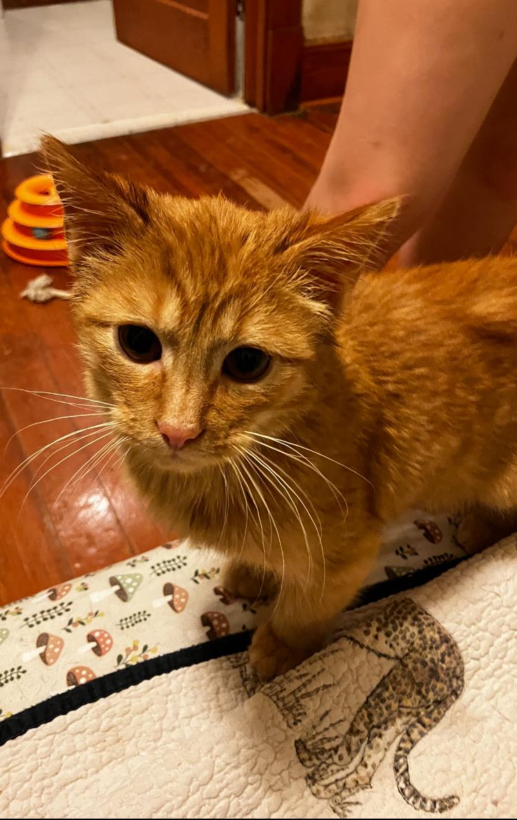 Enlarge Sorghum, an adopted Domestic Short Hair in Manhattan , KS image 1/6