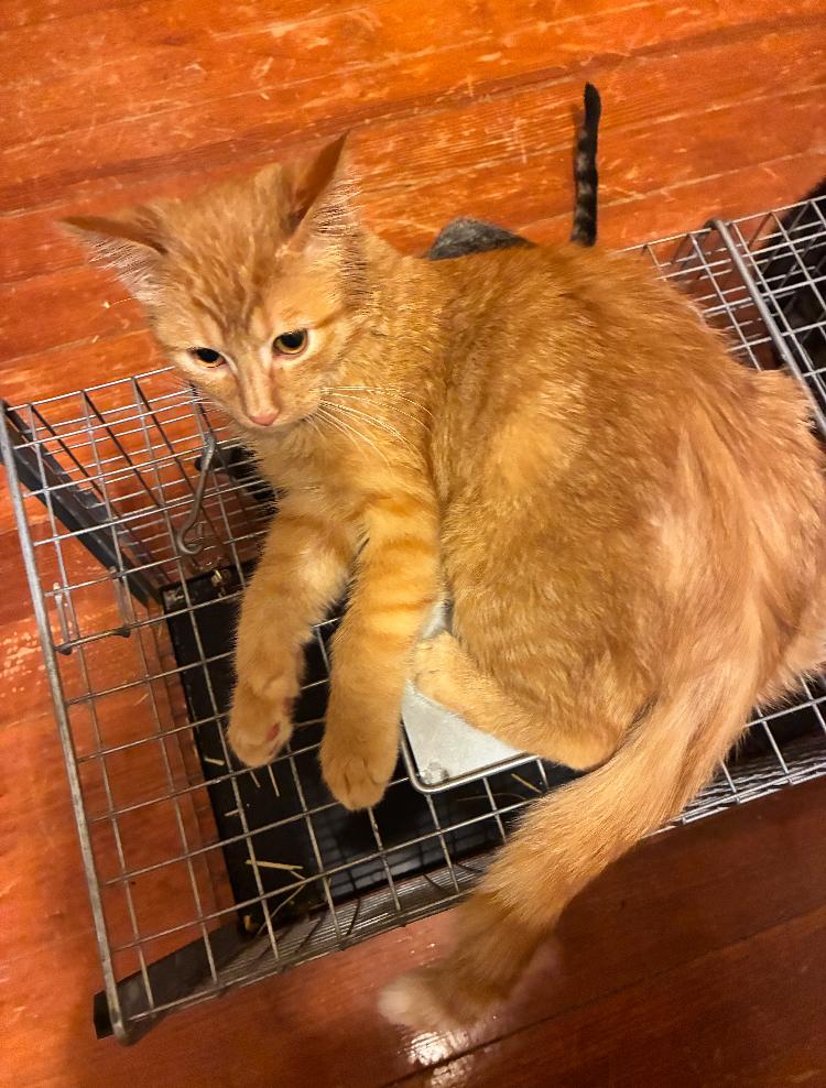 Enlarge Sorghum, an adopted Domestic Short Hair in Manhattan , KS image 3/6