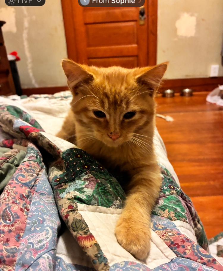 Enlarge Sorghum, an adopted Domestic Short Hair in Manhattan , KS image 6/6