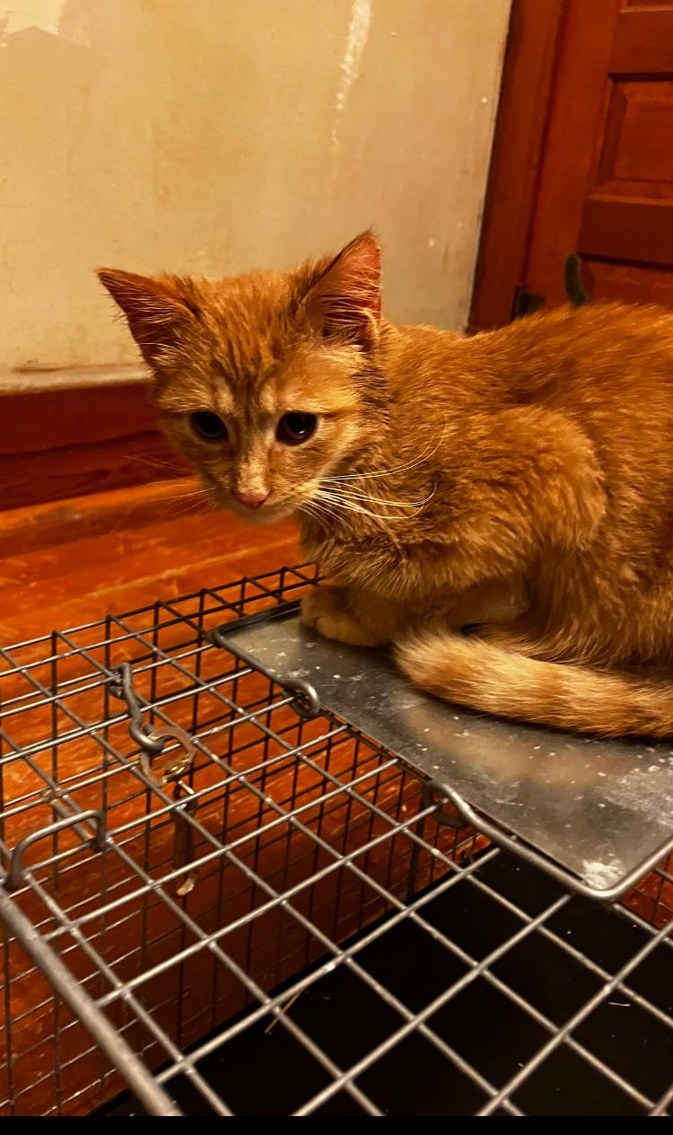 Enlarge Sorghum, an adopted Domestic Short Hair in Manhattan , KS image 4/6