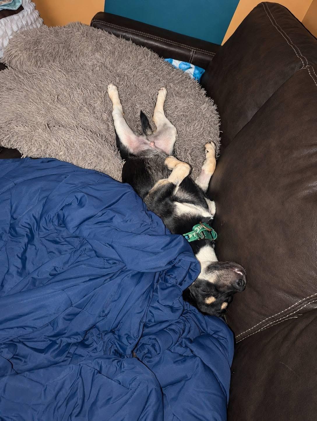 Sampson, an adopted mixed breed in Watertown, CT image 3/4