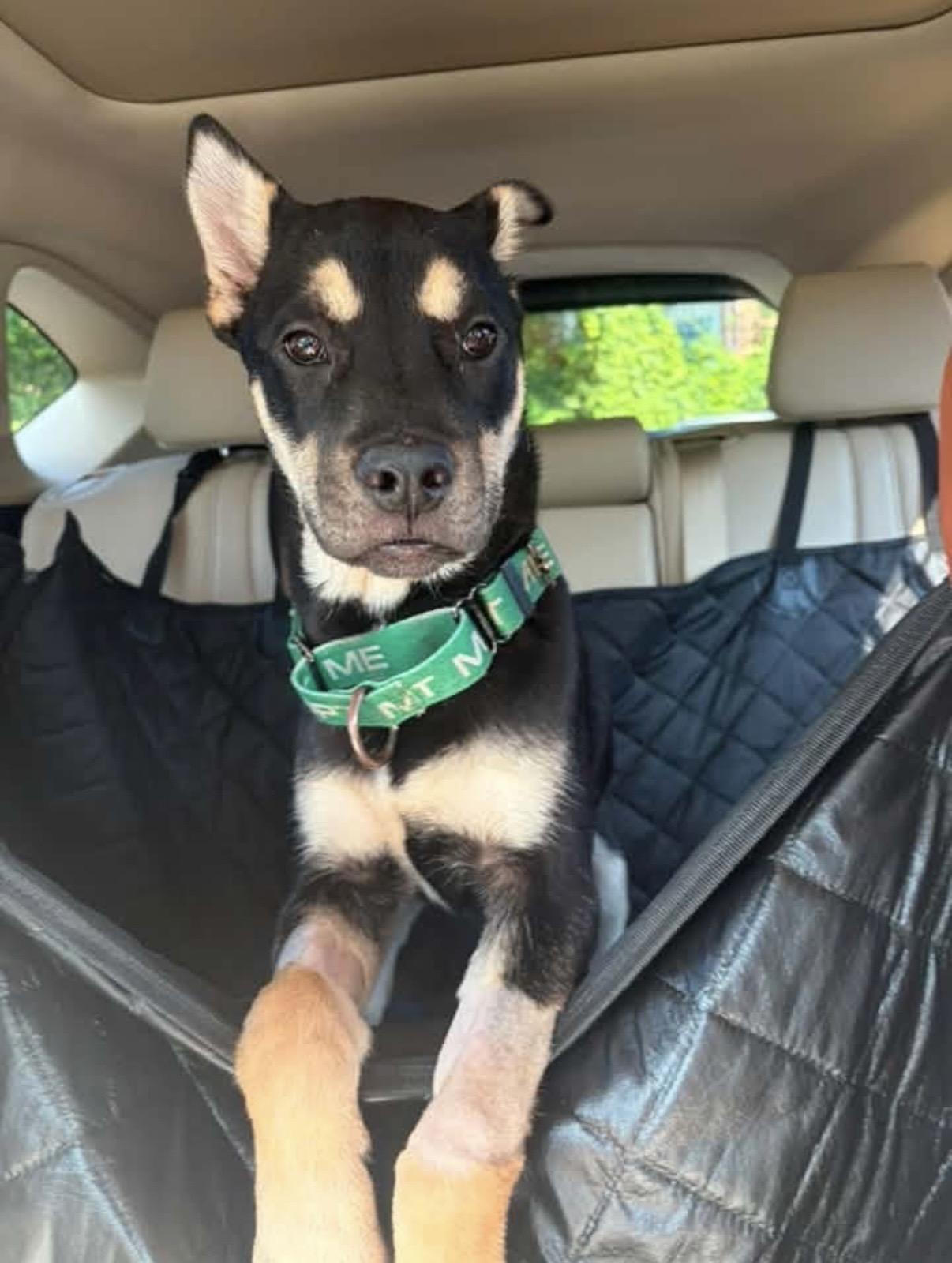 Sampson, adopted, Puppy Male Australian Cattle Dog / Blue Heeler & Husky.