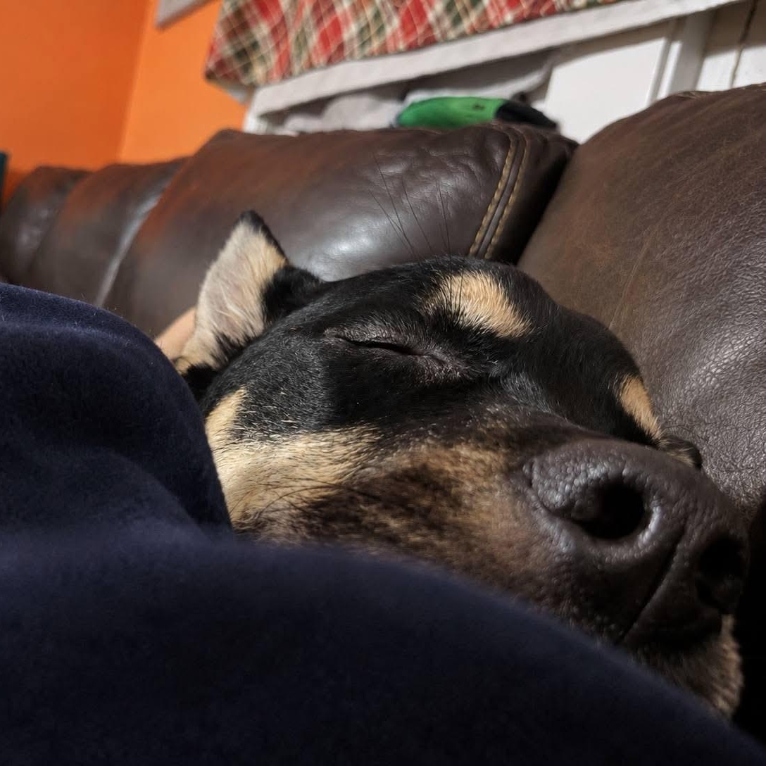 Sampson, an adopted mixed breed in Watertown, CT image 2/4