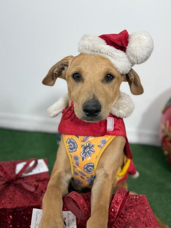 Enlarge Rudolph, a Adoptable mixed breed in Reno, NV image 1/1