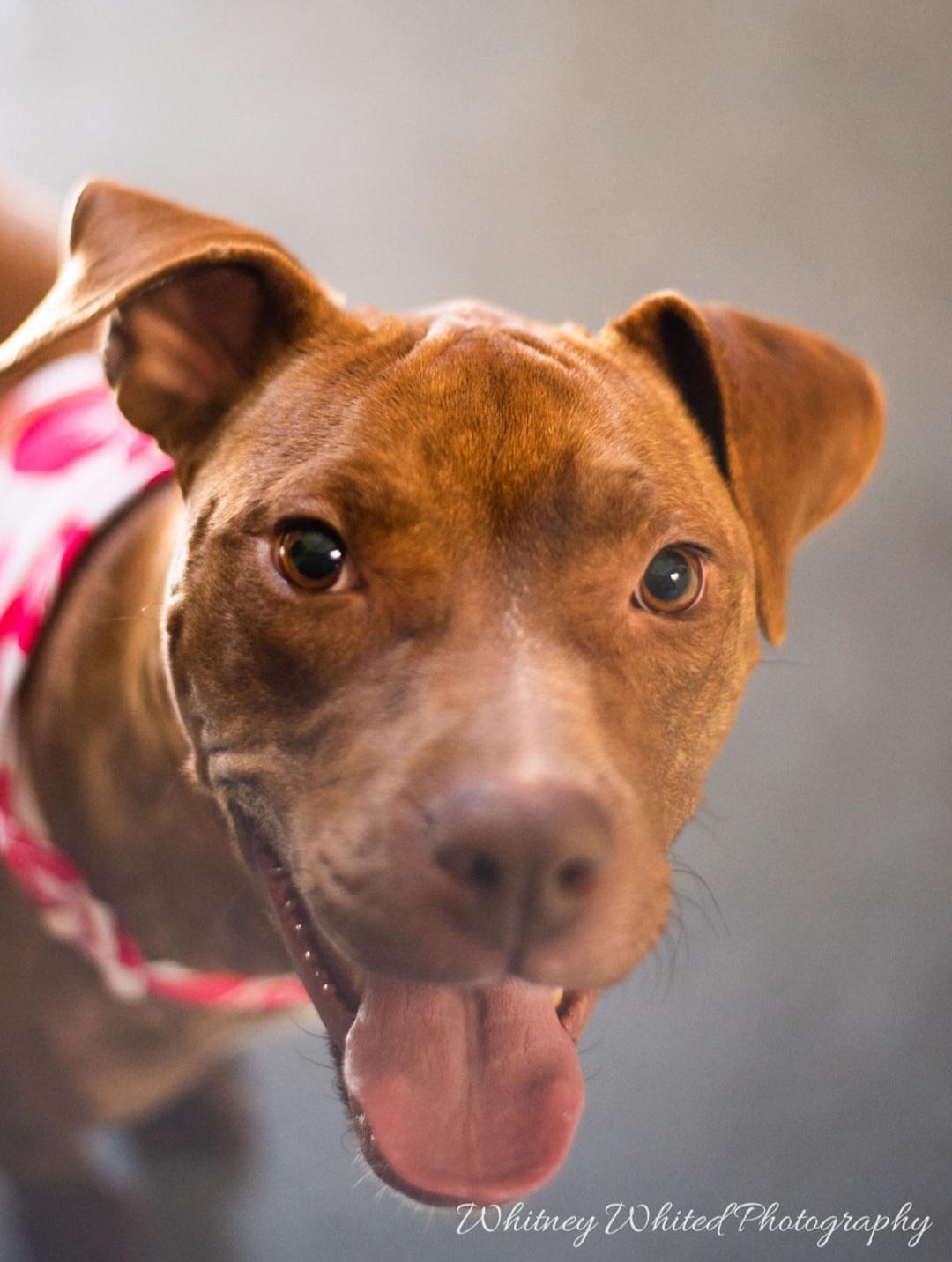 Enlarge sweet Nyla, a ADOPTABLE Pit Bull Terrier in Amherst, VA image 4/6