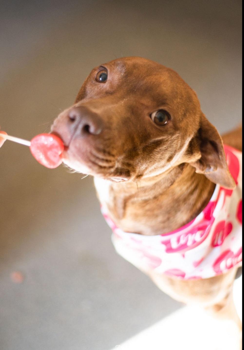 Enlarge sweet Nyla, a ADOPTABLE Pit Bull Terrier in Amherst, VA image 5/6