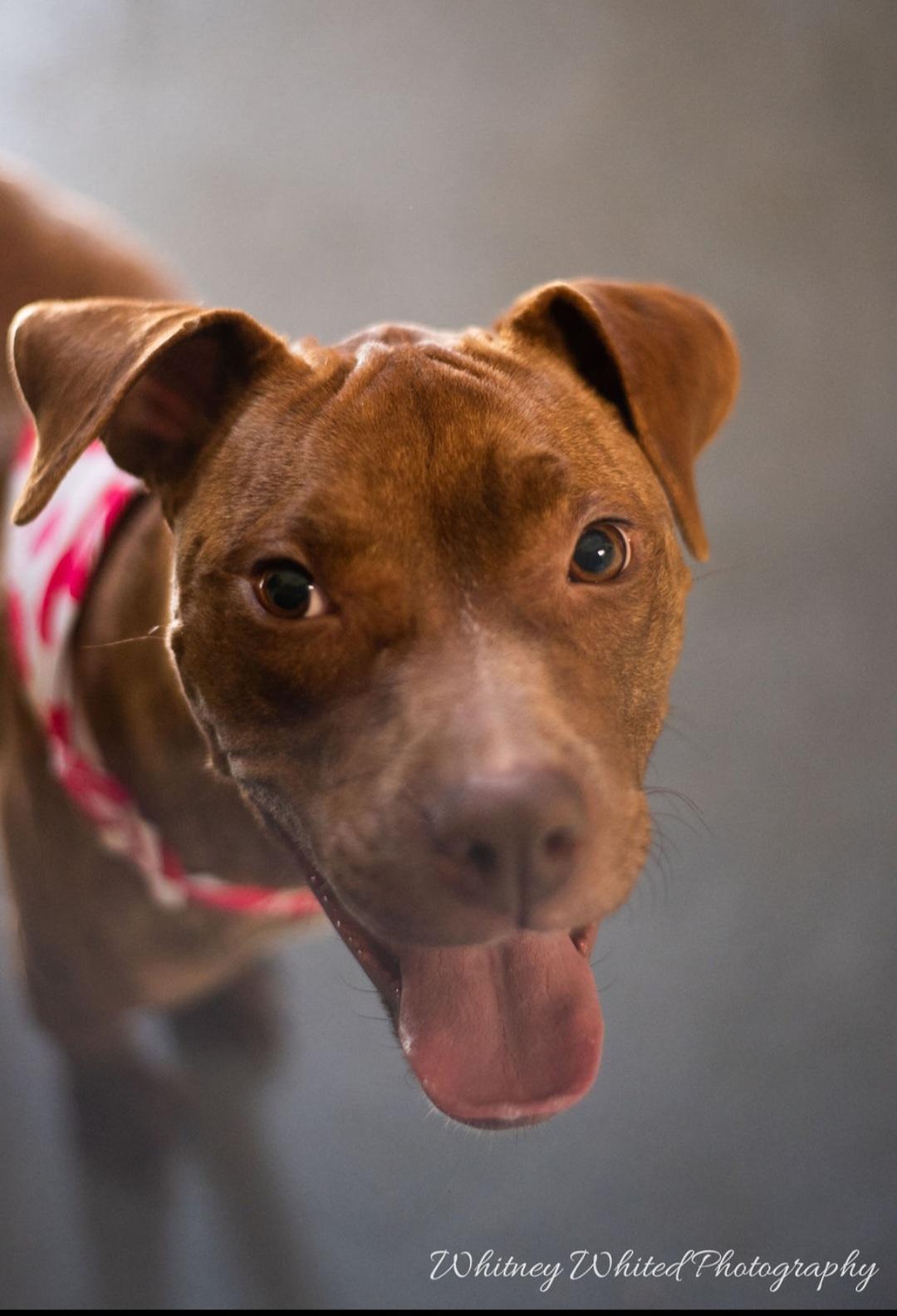 Enlarge sweet Nyla, a ADOPTABLE Pit Bull Terrier in Amherst, VA image 3/6