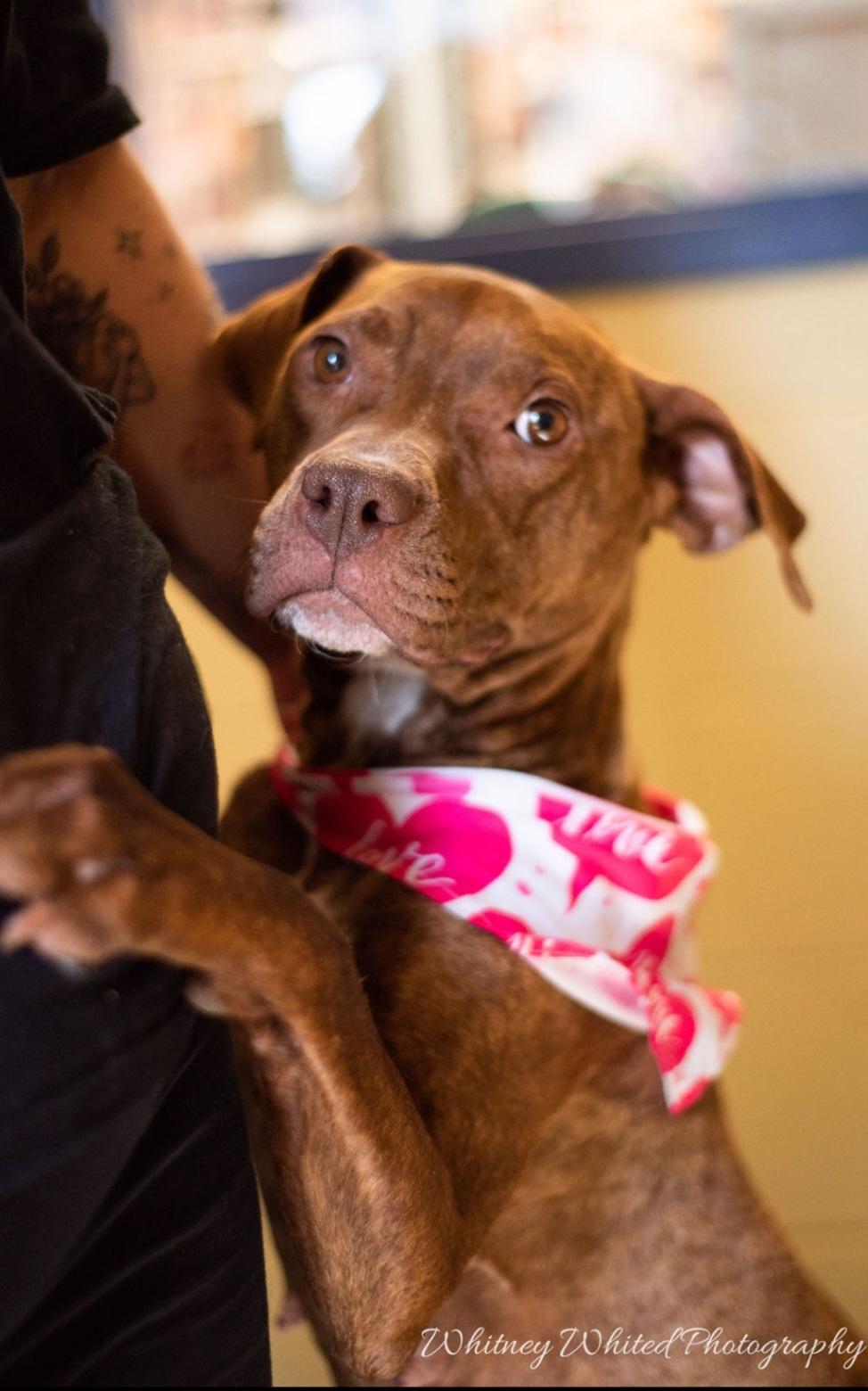 Enlarge sweet Nyla, a ADOPTABLE Pit Bull Terrier in Amherst, VA image 6/6