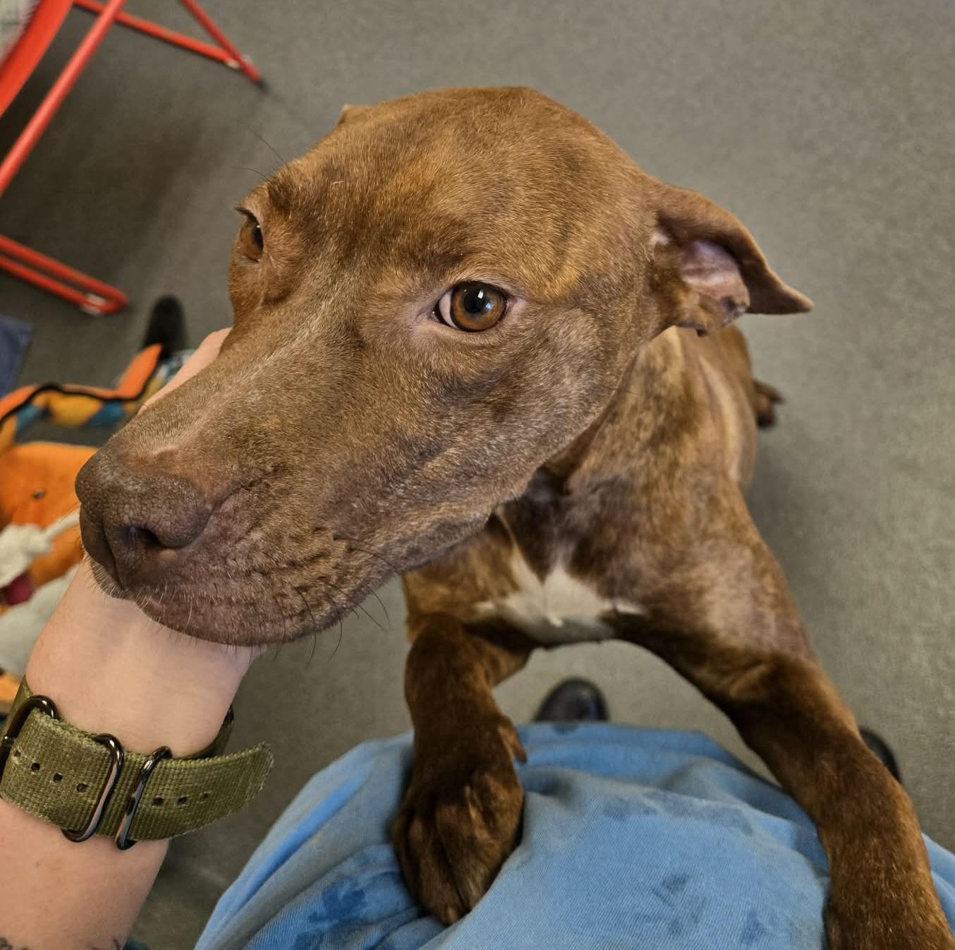 Enlarge sweet Nyla, a ADOPTABLE Pit Bull Terrier in Amherst, VA image 2/6