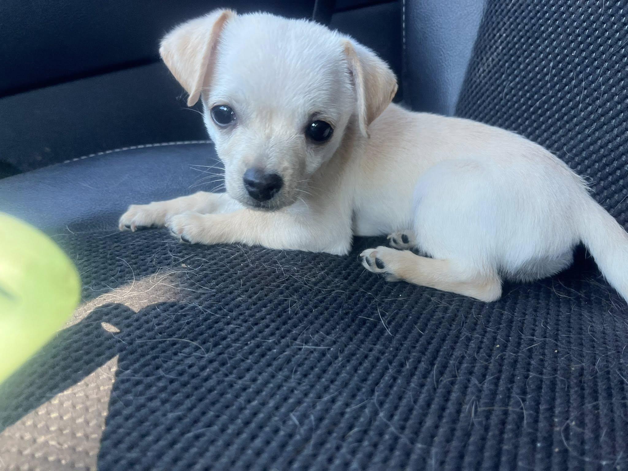 TATER TOT THE CUTEST TINY PUPPY, Adopted, Puppy Male Chihuahua & Havanese.