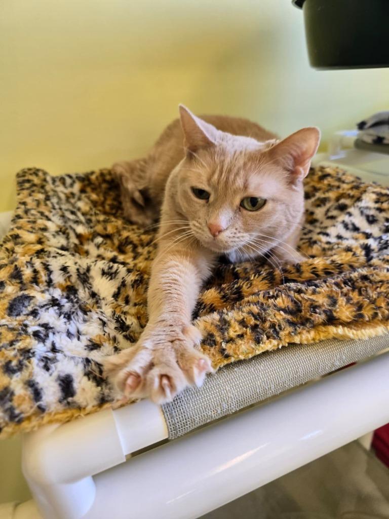 Cinderella, Adoptable, Senior Female Domestic Short Hair.