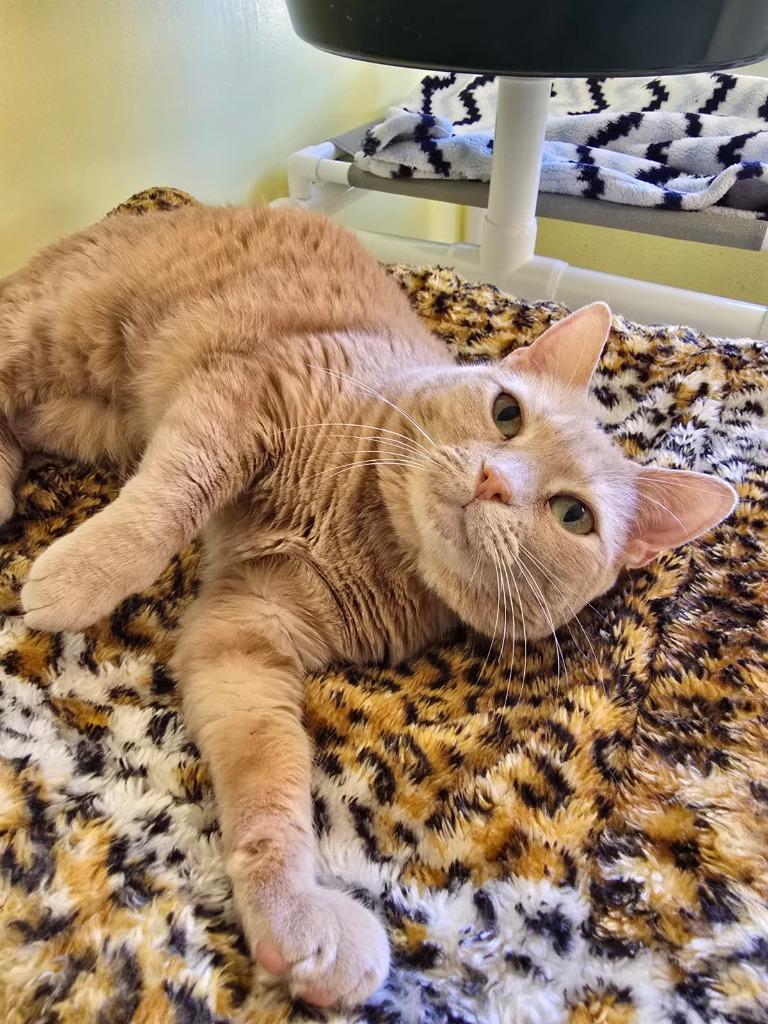 Enlarge Cinderella, a Adoptable mixed breed in Blountville, TN image 2/6