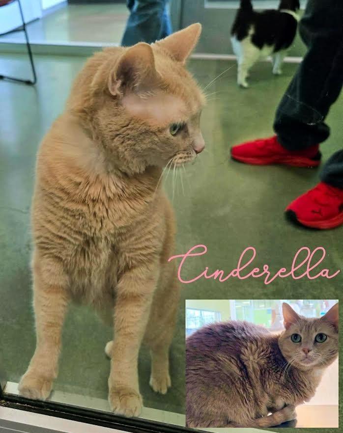 Enlarge Cinderella, a Adoptable mixed breed in Blountville, TN image 3/6