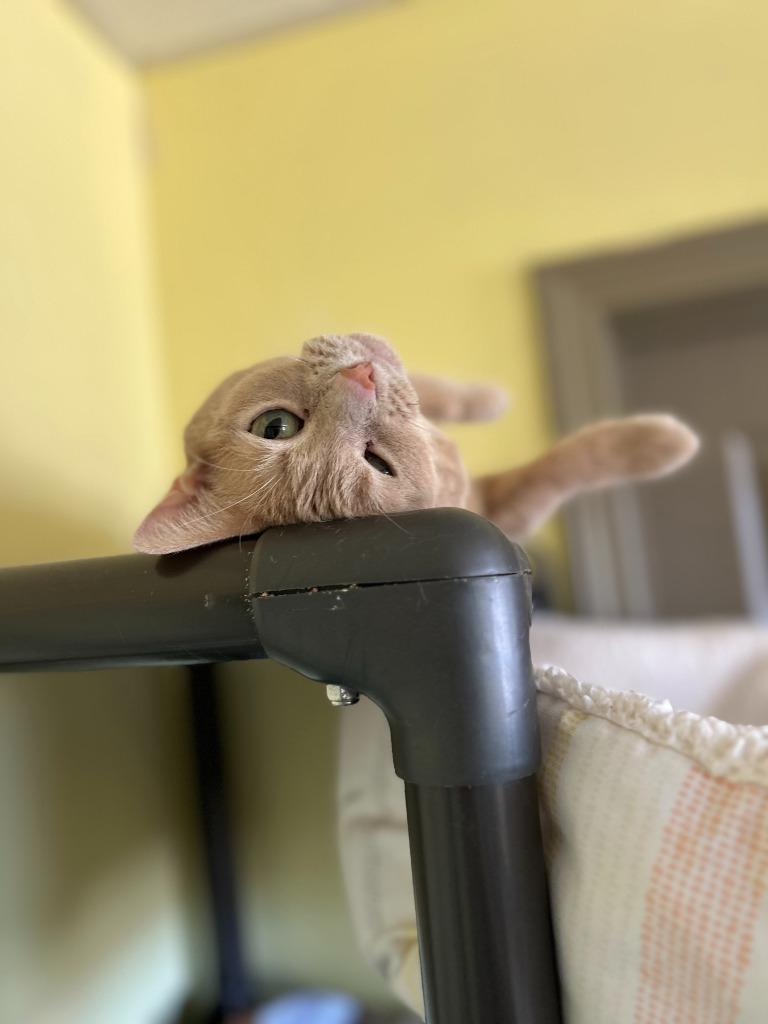 Enlarge Cinderella, a Adoptable mixed breed in Blountville, TN image 4/6