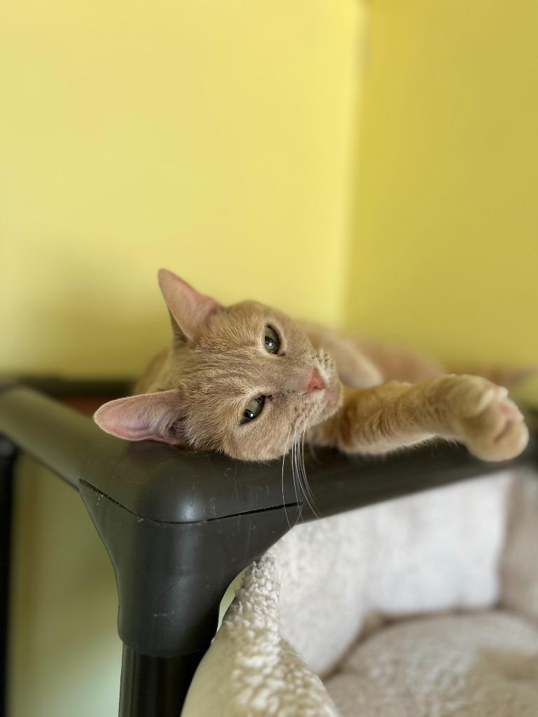 Enlarge Cinderella, a Adoptable mixed breed in Blountville, TN image 5/6