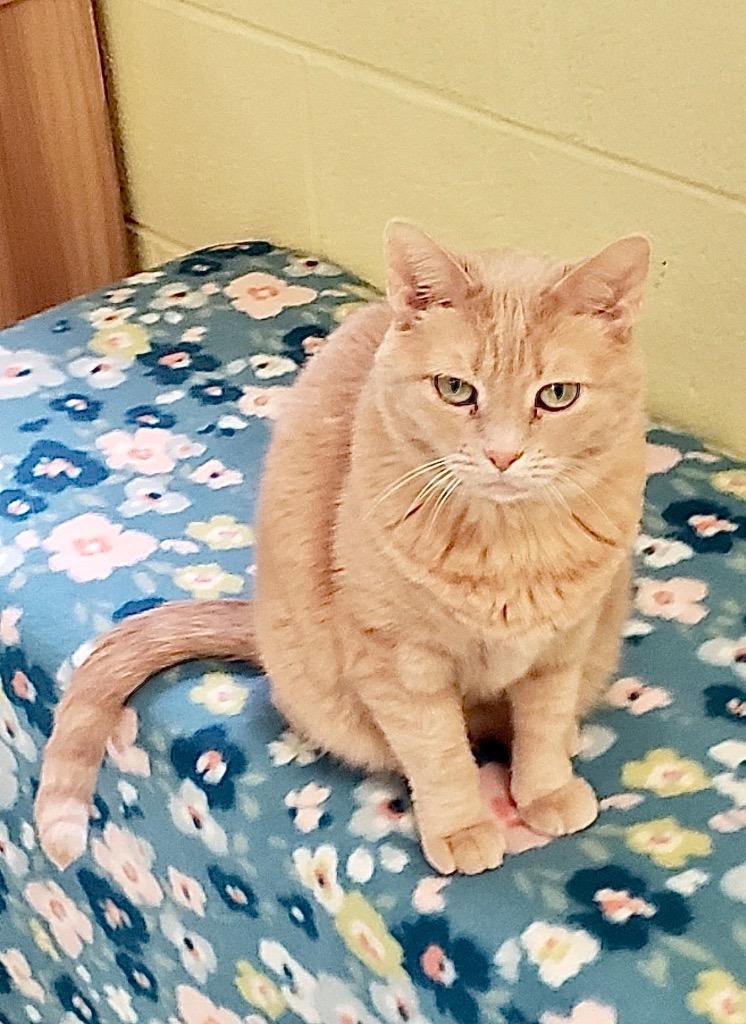 Enlarge Cinderella, a Adoptable mixed breed in Blountville, TN image 6/6