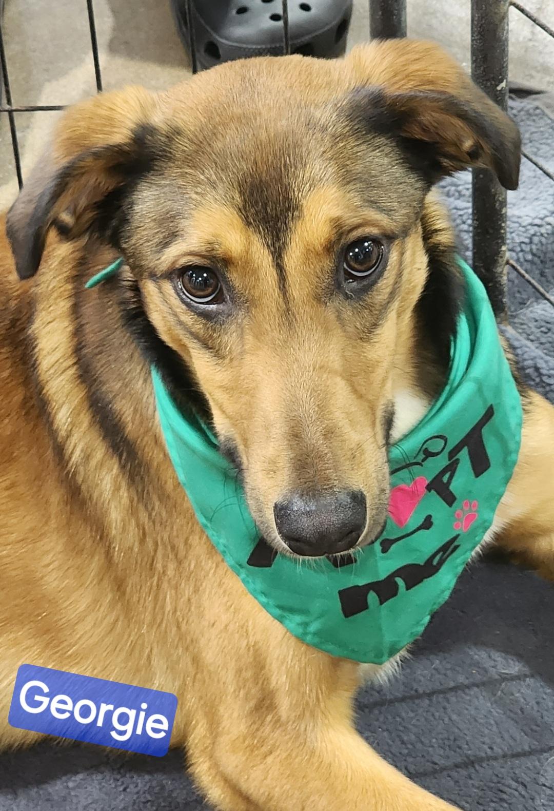 Enlarge Georgie, a ADOPTABLE mixed breed in Wheelersburg, OH image 2/2