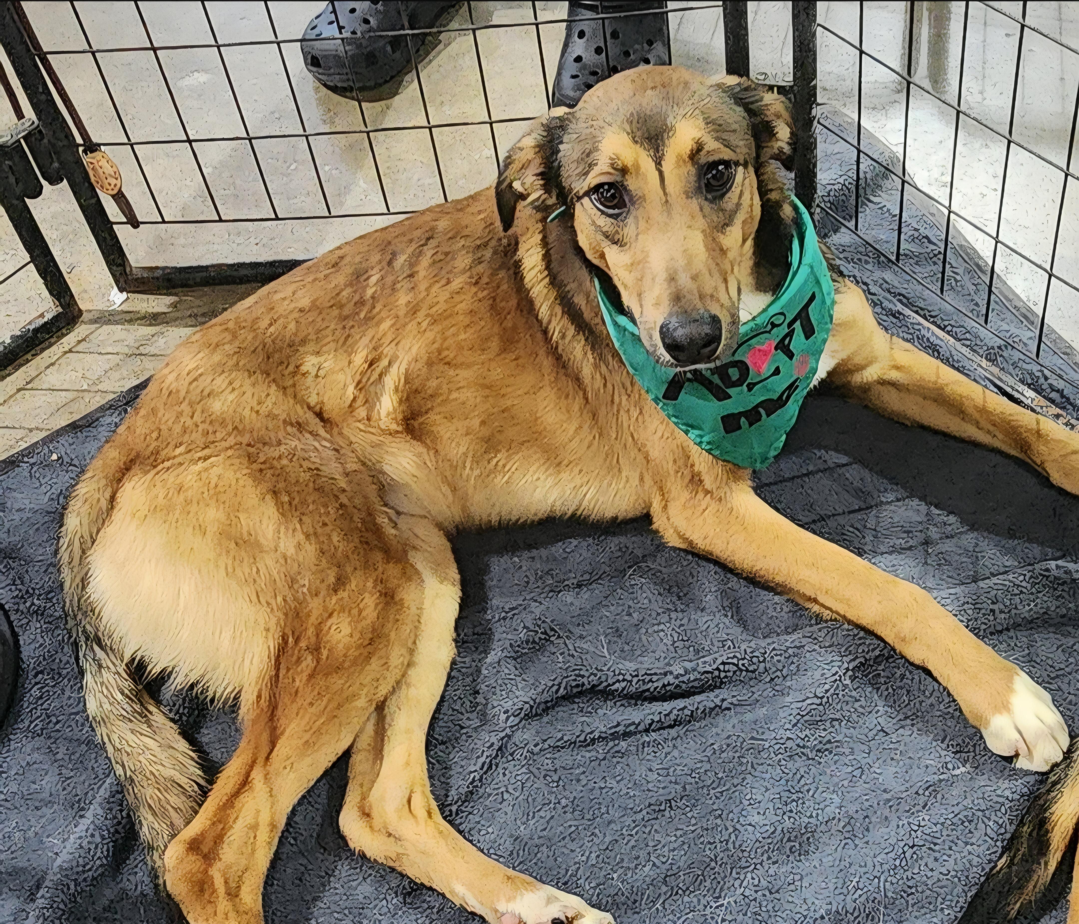 Georgie, ADOPTABLE, Young Male Greyhound & Smooth Collie.