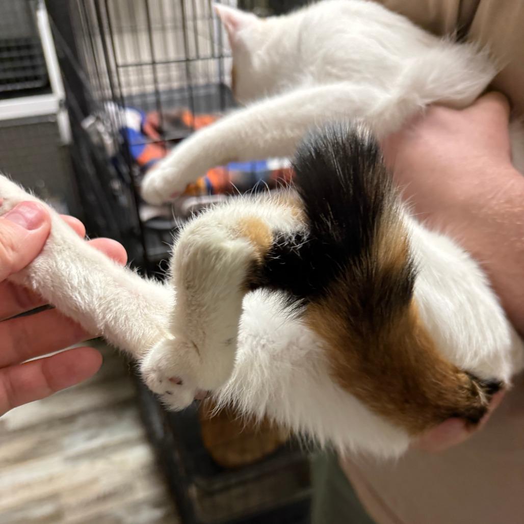 Skipper, Adoptable, Young Female Domestic Short Hair.