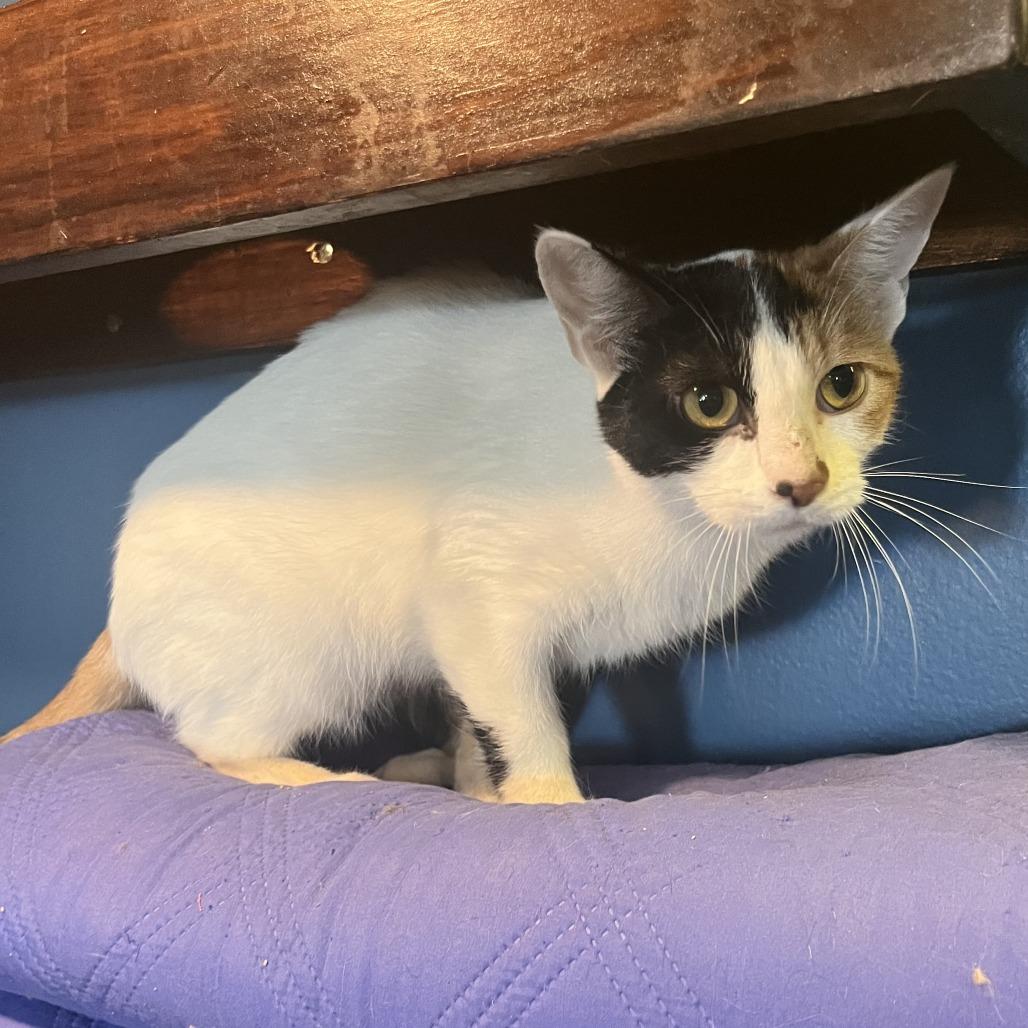 Enlarge Skipper, a Adoptable Domestic Short Hair in Bloomington, IL image 2/6