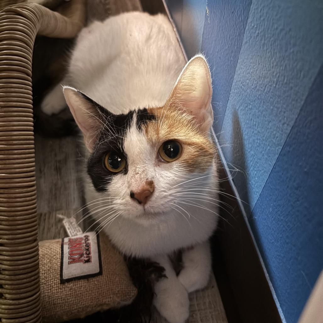 Enlarge Skipper, a Adoptable Domestic Short Hair in Bloomington, IL image 3/6