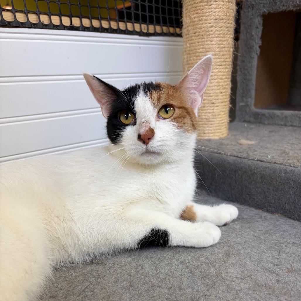 Enlarge Skipper, a Adoptable Domestic Short Hair in Bloomington, IL image 4/6