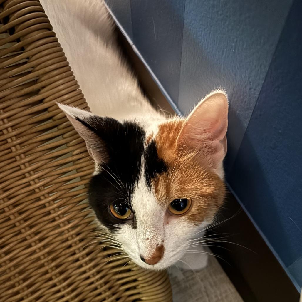 Enlarge Skipper, a Adoptable Domestic Short Hair in Bloomington, IL image 5/6