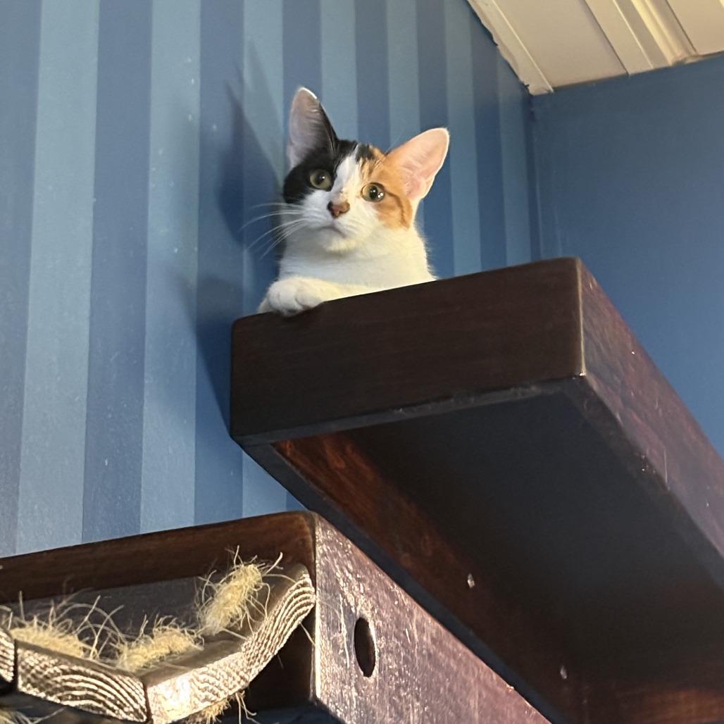 Enlarge Skipper, a Adoptable Domestic Short Hair in Bloomington, IL image 6/6